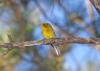 834%20-%20PINE%20WARBLER%20%2811-1-2016%29%20kisatchie%20nat%20for%2C%20evangeline%20parish%2C%20la%20-02%20by%20Sloalan%20is%20marked%20with%20CC0%201.0._0